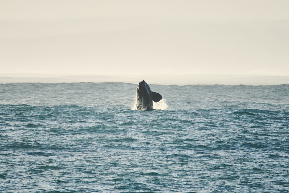 RE/MAX Wine And Whales about page image